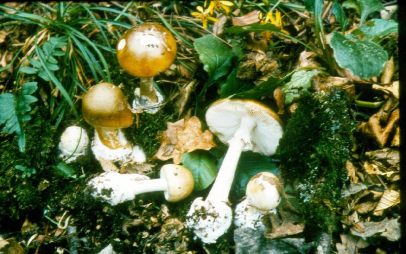 Erdők, ligetek gombái 
