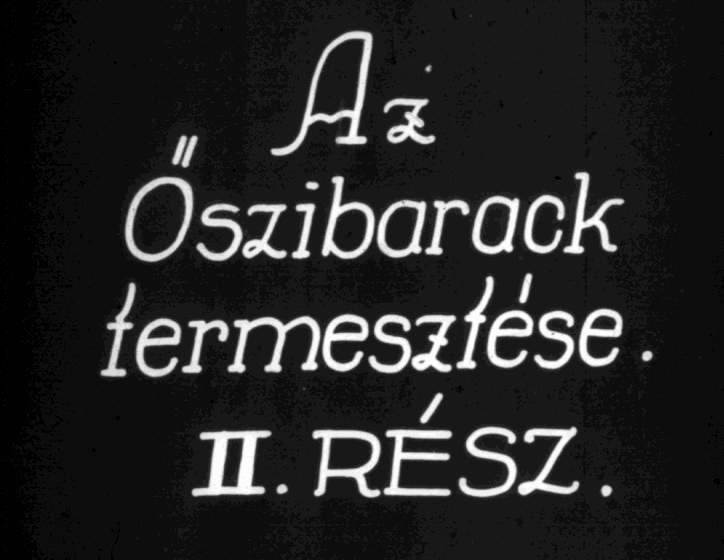 Az őszibarack termesztése II.