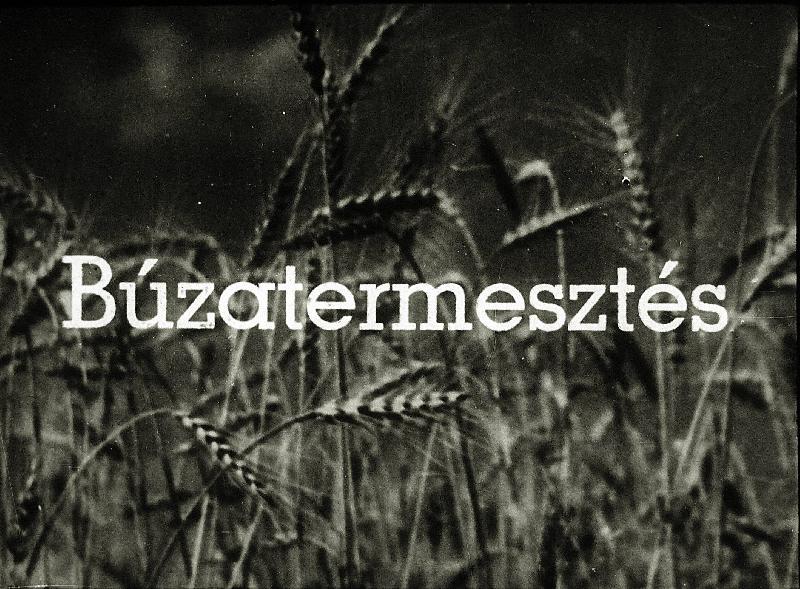Búzatermesztés