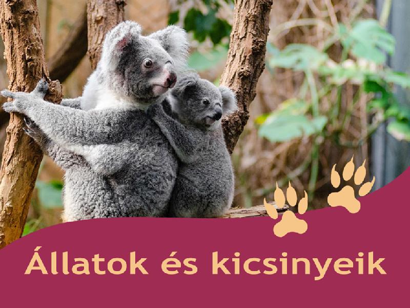 Állatok és kicsinyeik